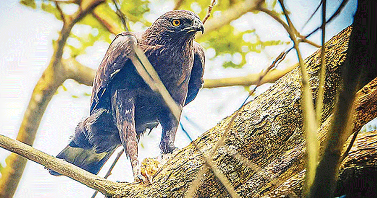 সরকারি সেবা পেতে মানুষকে দরজায় দরজায় ঘুরতে হবে না
