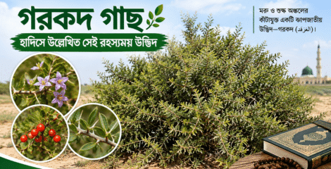গরকদ গাছ: হাদিসে উল্লেখিত সেই রহস্যময় উদ্ভিদ