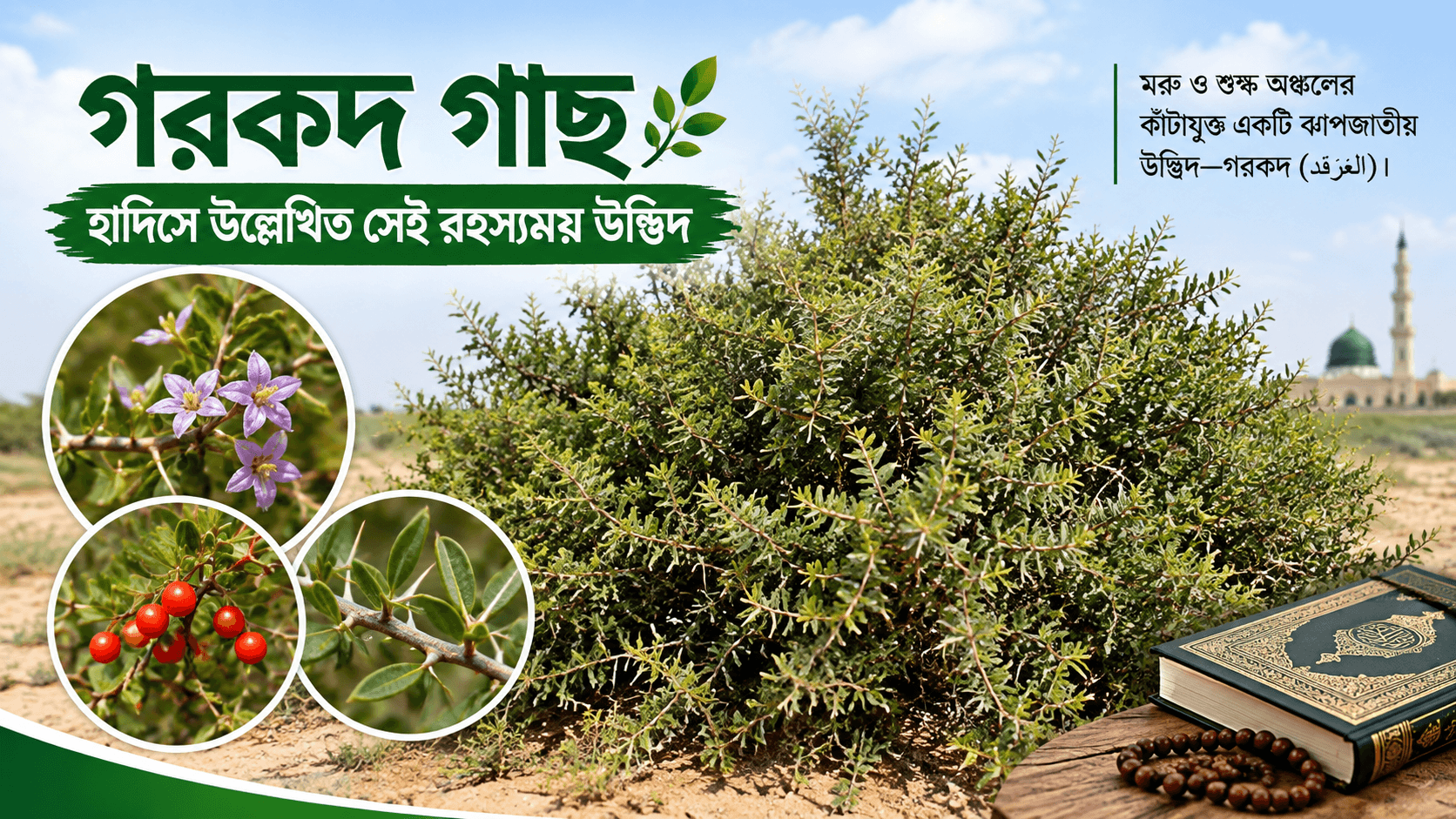 গরকদ গাছ: হাদিসে উল্লেখিত সেই রহস্যময় উদ্ভিদ